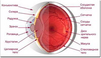 строение и функции глаза