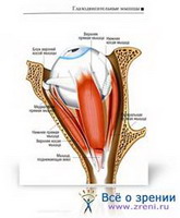 анатомия глаза + клинические изображения